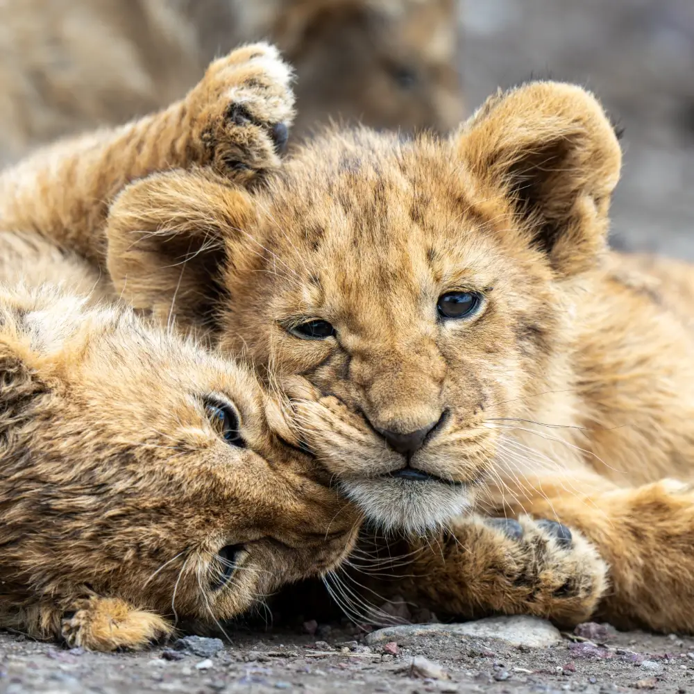 Close up of Lion cubs lazily playing together