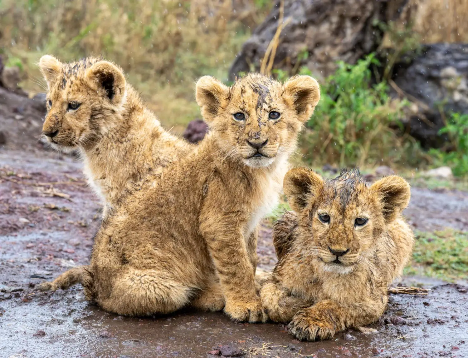 Lion cubs huddled together in the rain