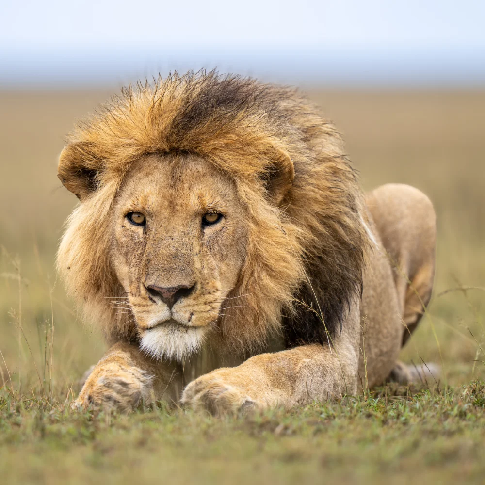 Male lion lying on the ground staring at the camera