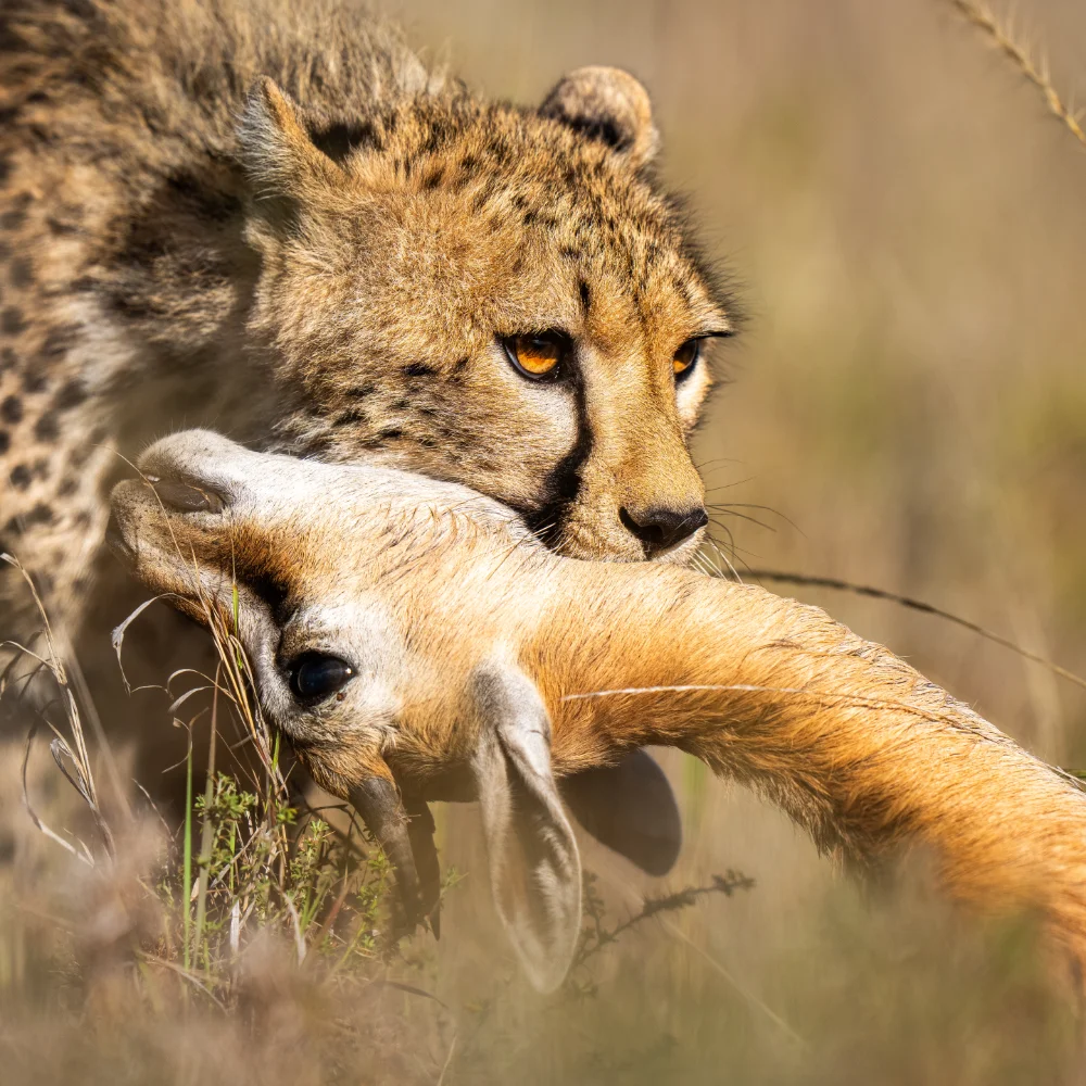 Close up of a cheetah dragging a gazelle by the neck