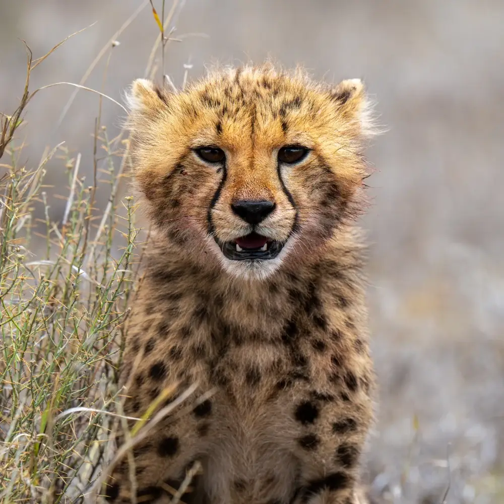 Close up of a cheetah cub looking at the camera, mouth slightly open