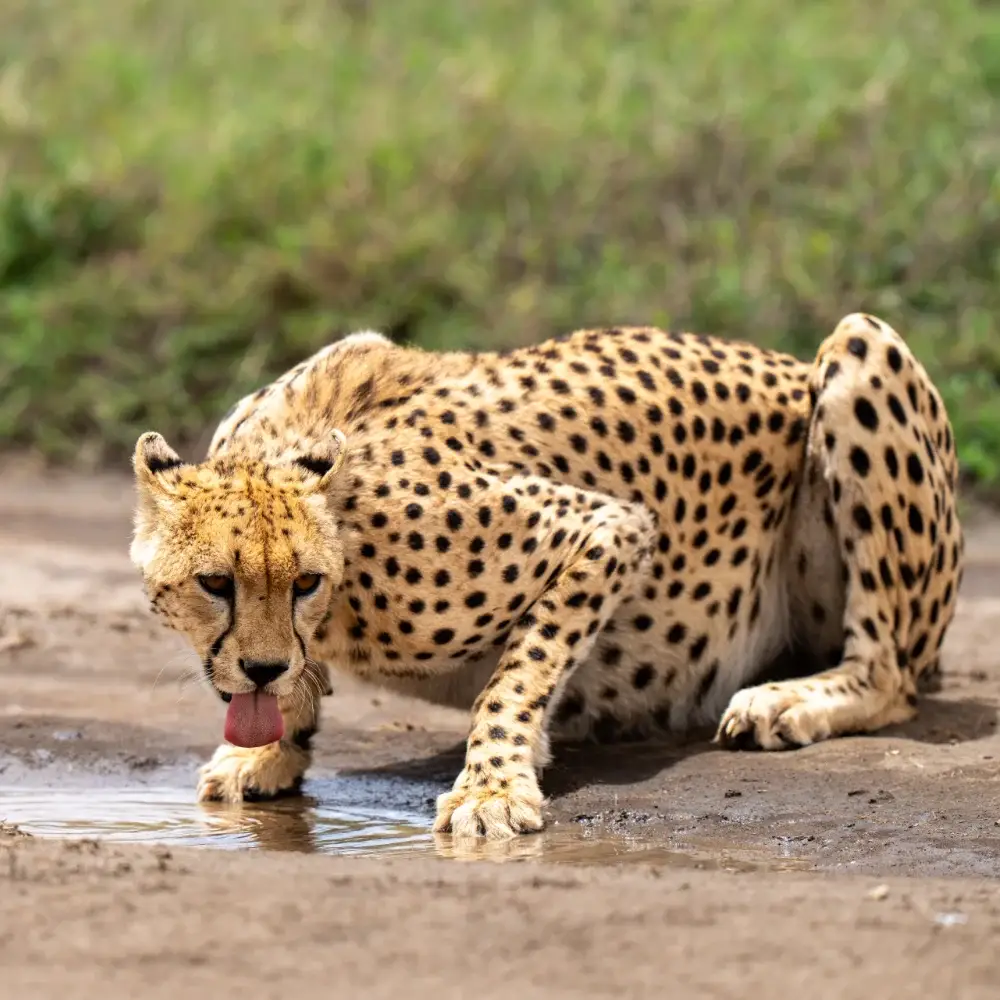 Cheetah low to the ground lapping at water