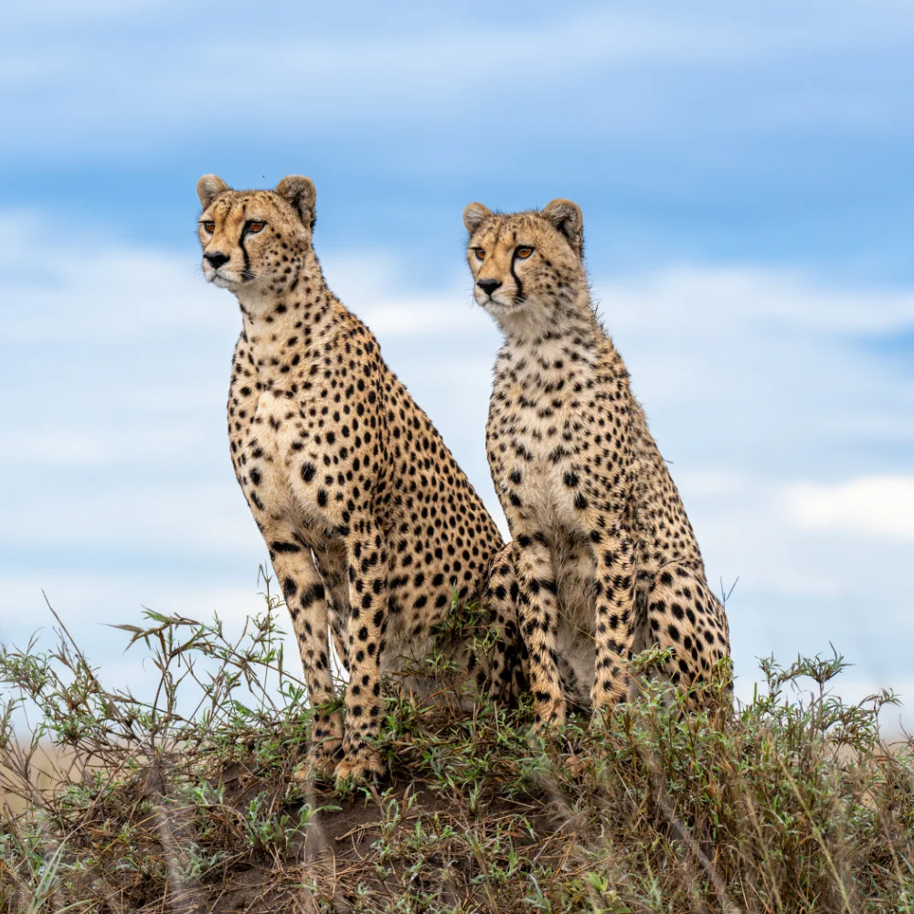A mother cheetah and her cub sitting on a termite mound, both looking alert