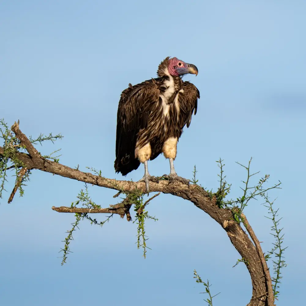 Lappet faced vulture perched on a tree