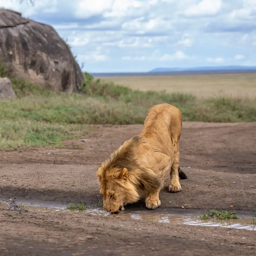 Male lion drinking from a small stream