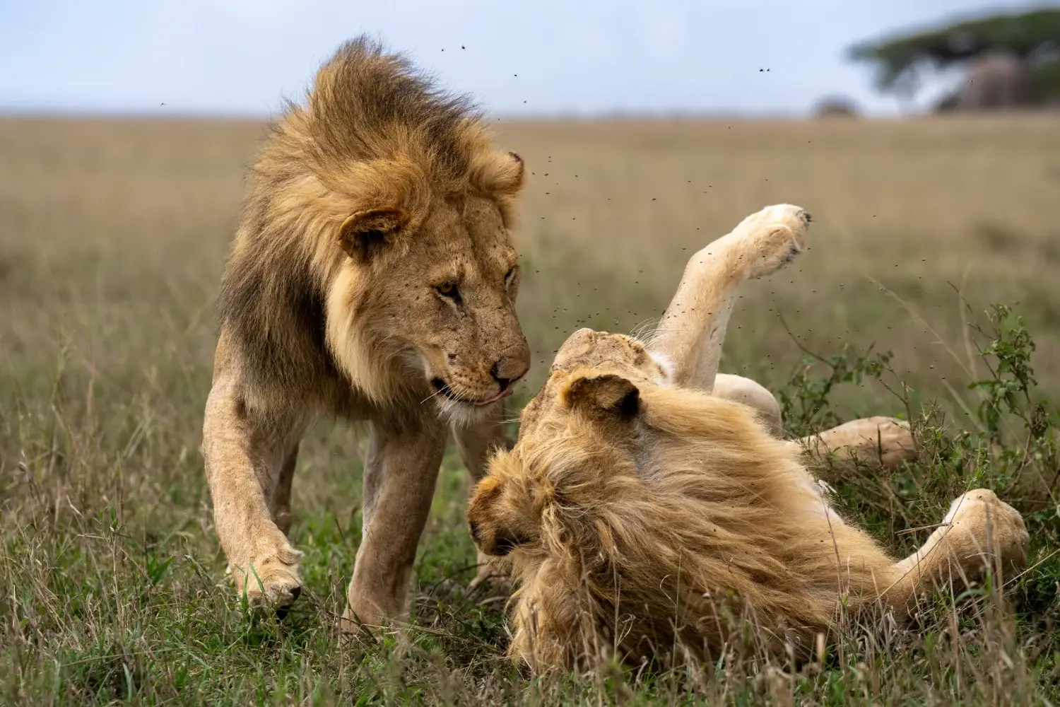 Two male lions greeting each other, one standing, paw raised the other rolling on the ground, looking over his shoulder at the other lion