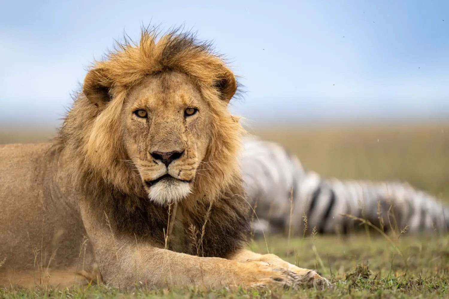 Male lion lying on the ground looking at the camera with a zebra kill behind