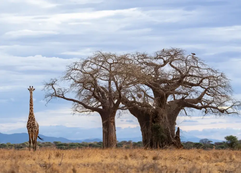 Wide shot of a giraffe standing near two baobab trees