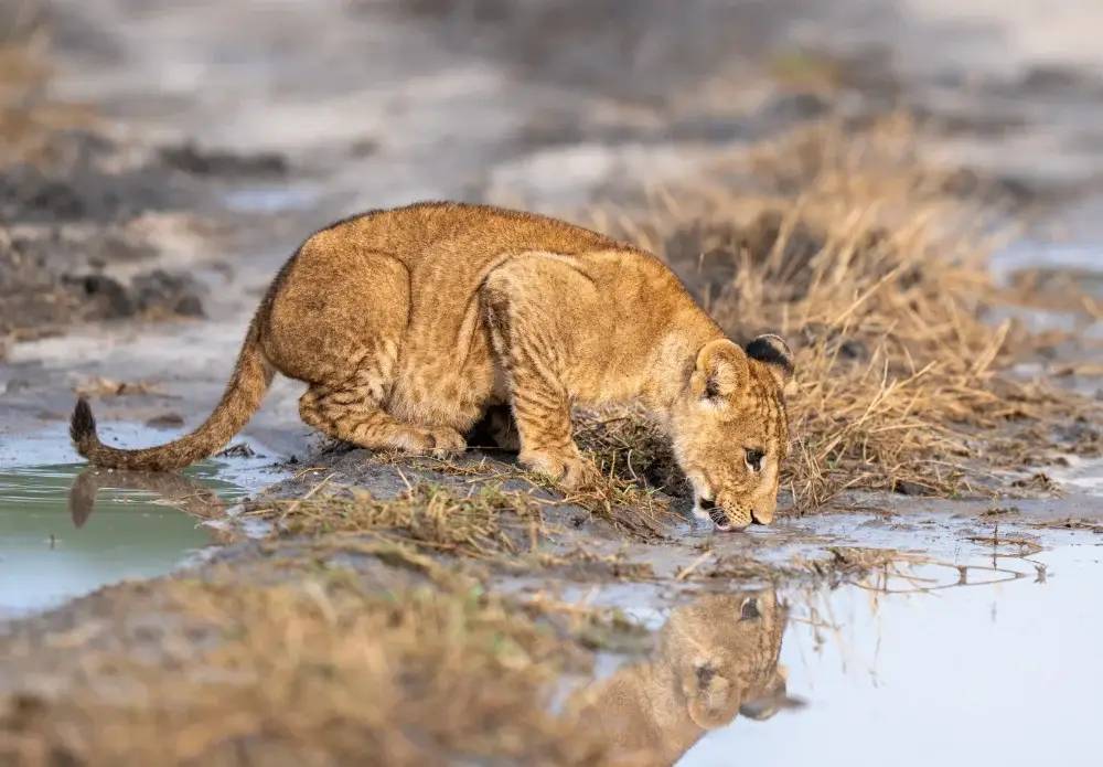 Lion cub drinking water