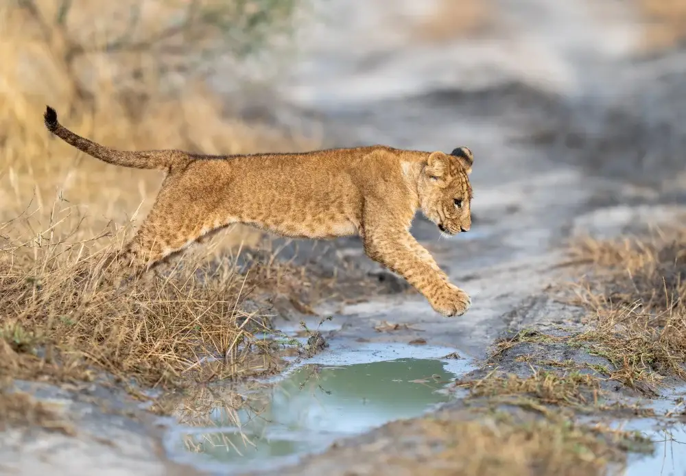 Lion cub jumping over water