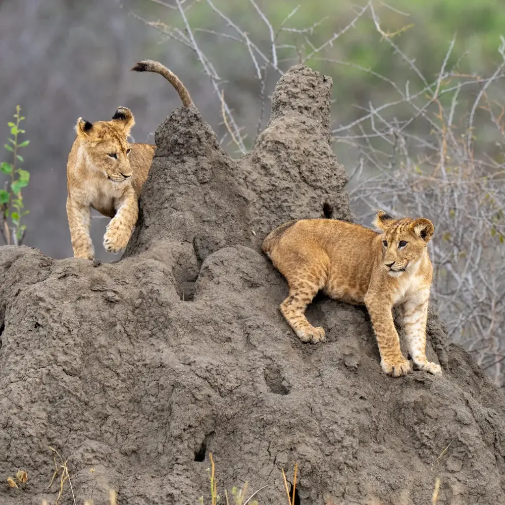 Two lion cubs standing on a termite mound