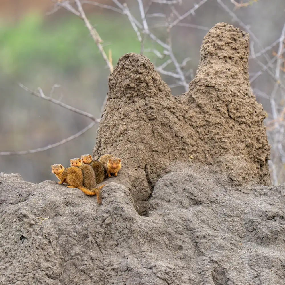 A group of Mongoose standing on a termite mound