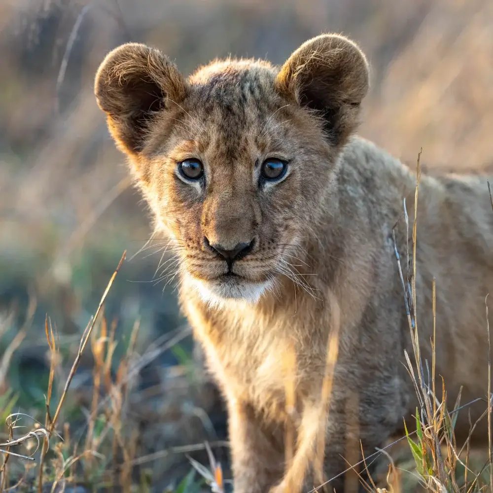 Close up of a lion cub staring at the camera