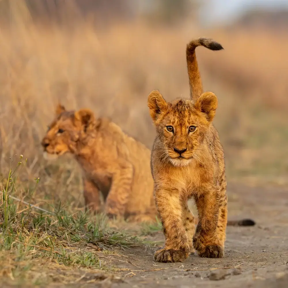 Lion cubs walking on a path