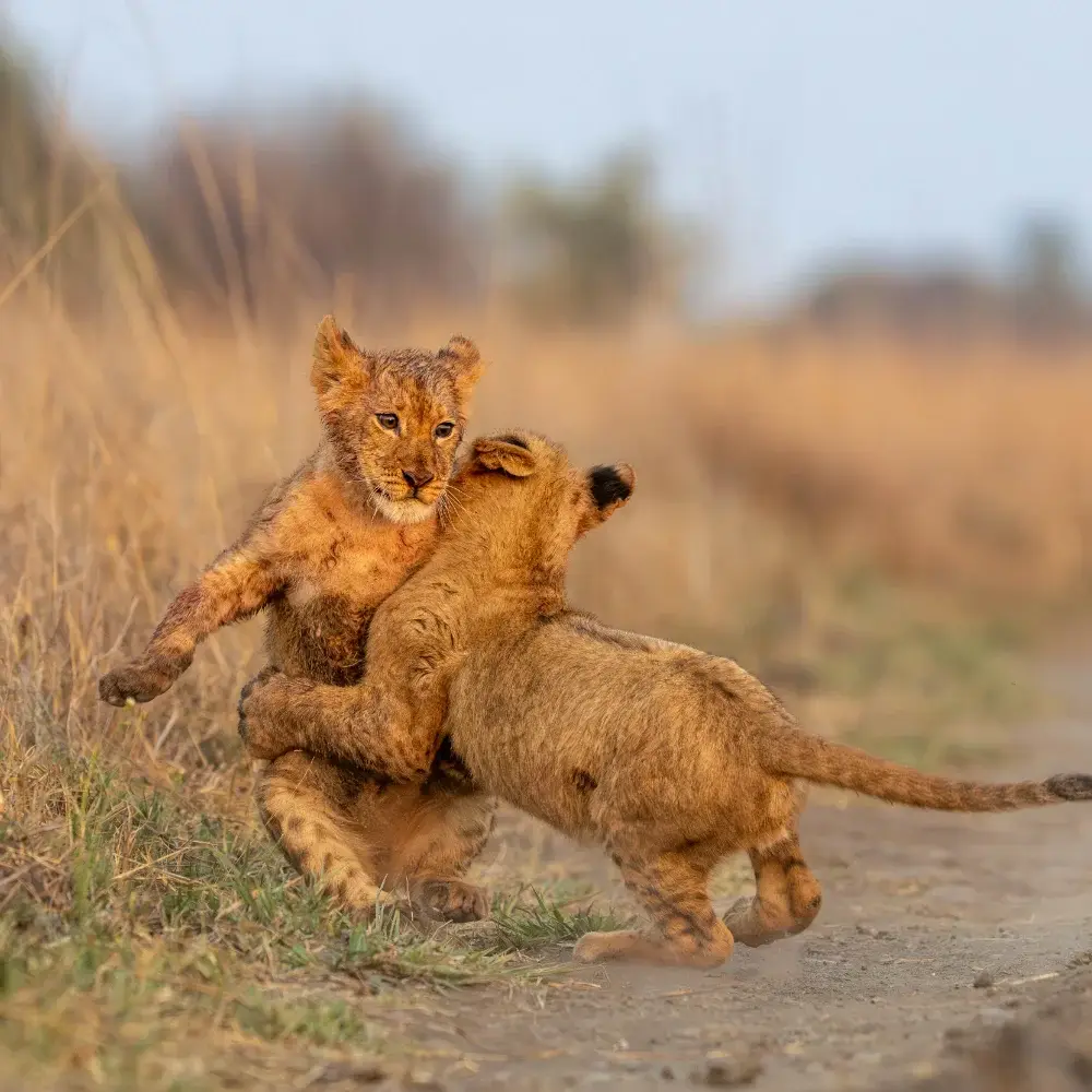 Lion cubs playing on the prairie