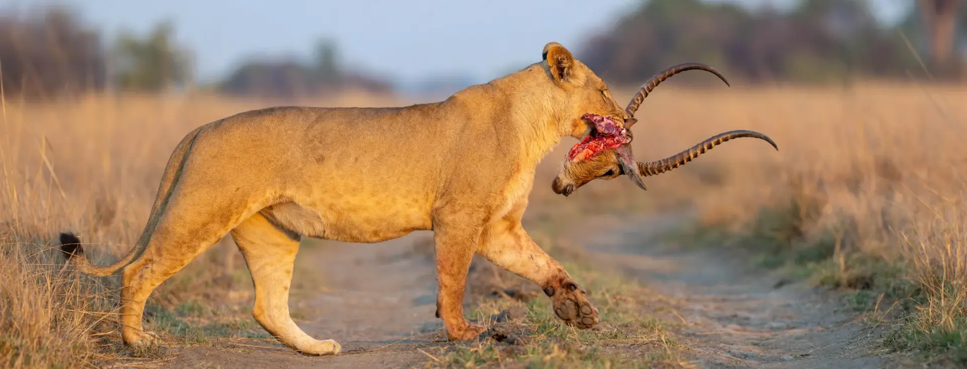 Lion walking with an impala head in their mouth