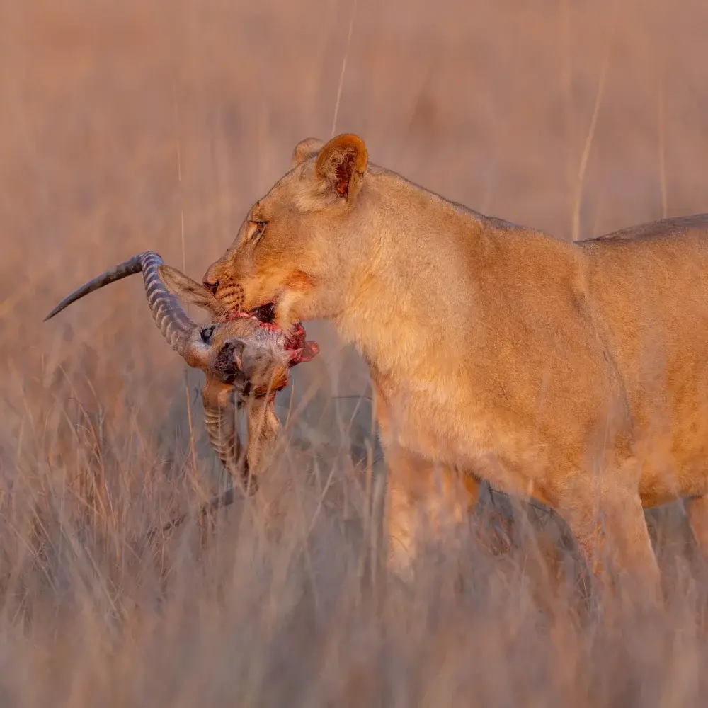 Lion walking with an impala head in their mouth