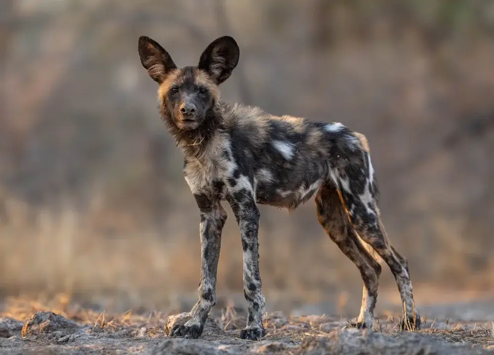 Painted wolf puppy standing, looking at the camera