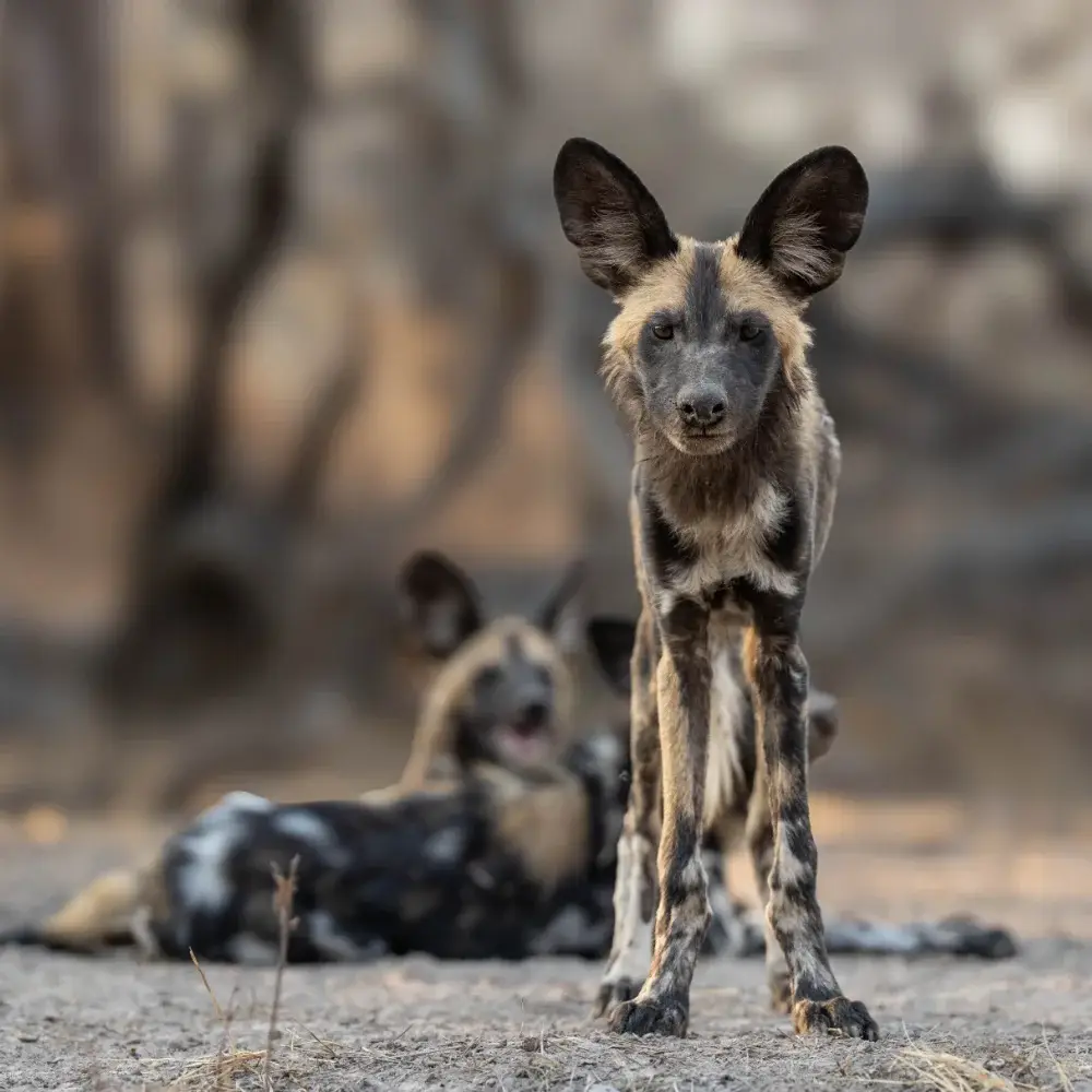 Painted wolf puppy stands looking at the camera while two others rest behind