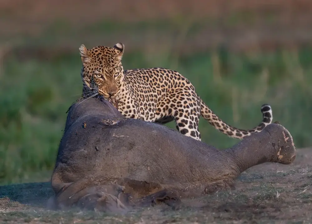 Leopard pulling an elephant carcass