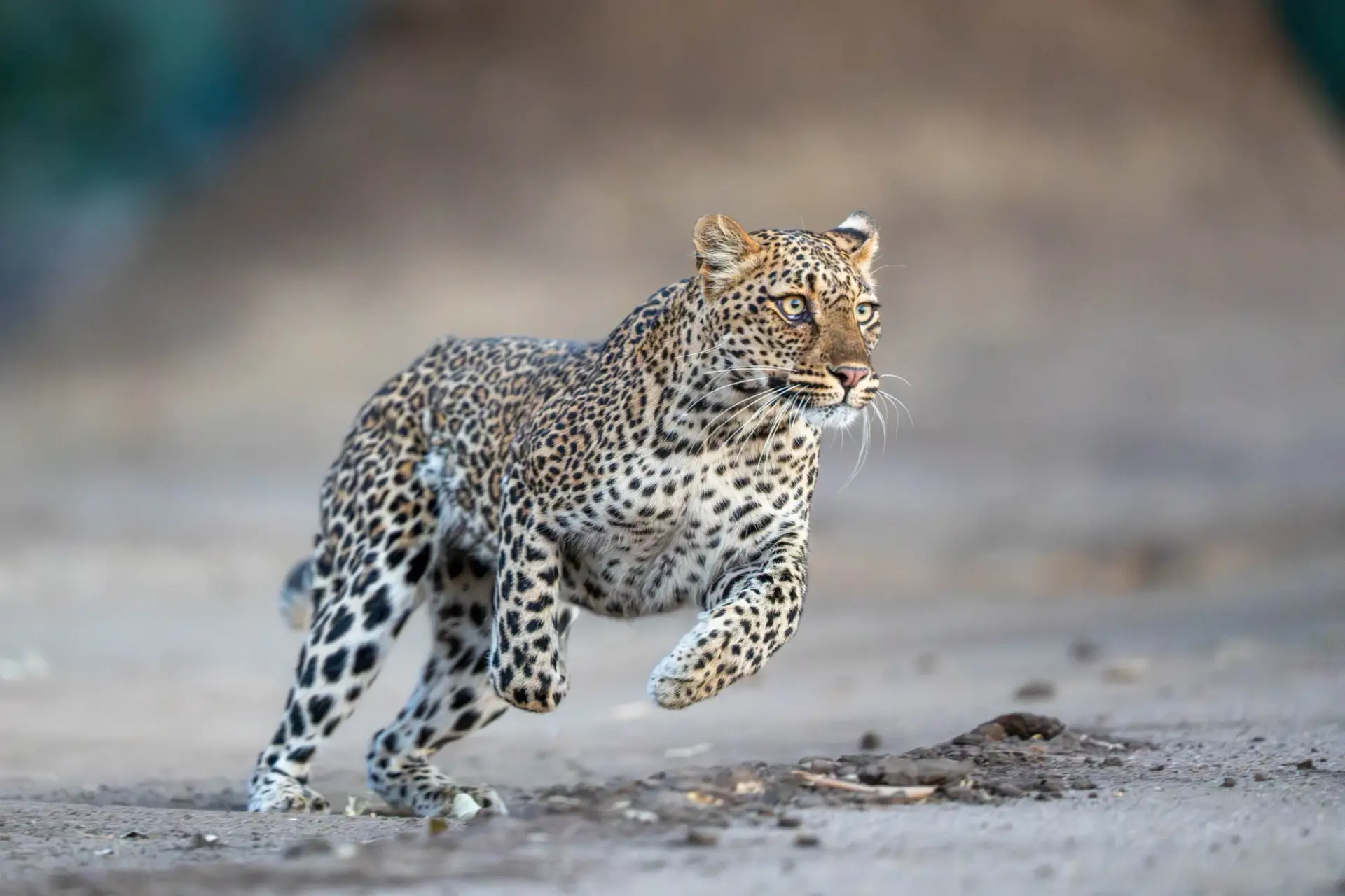 Leopard running