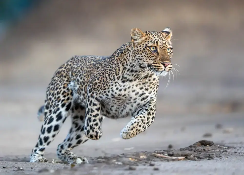 Leopard running