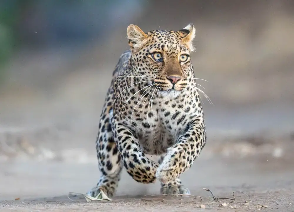 Leopard springing into a run