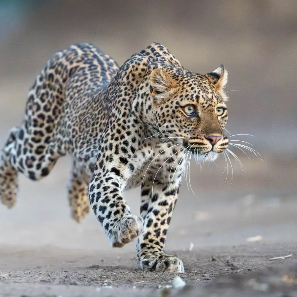Leopard running