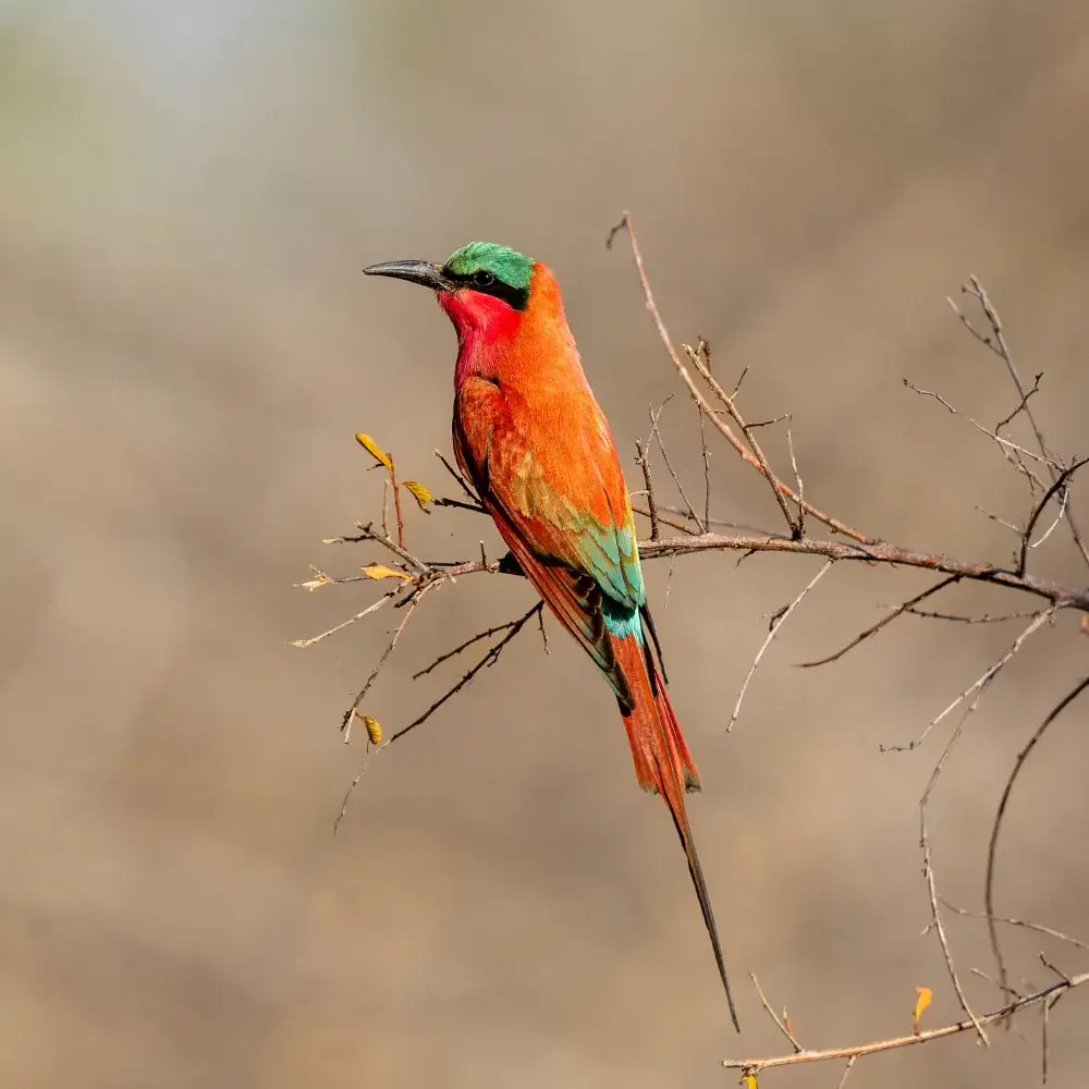 Colorful carmine bee eater resting on a small tree limb