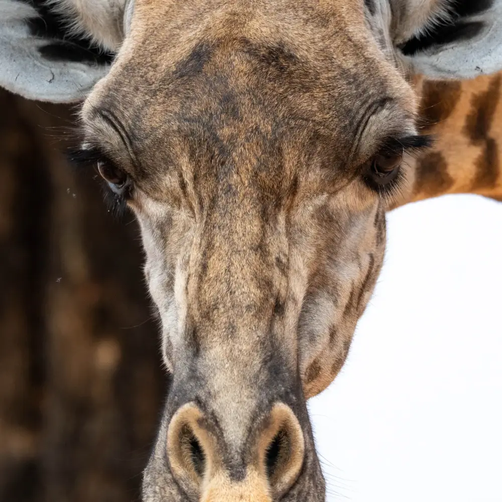 Extreme close up of a Giraffe
