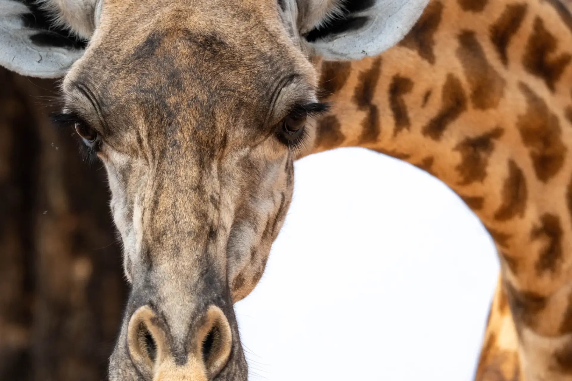Close up of a giraffe