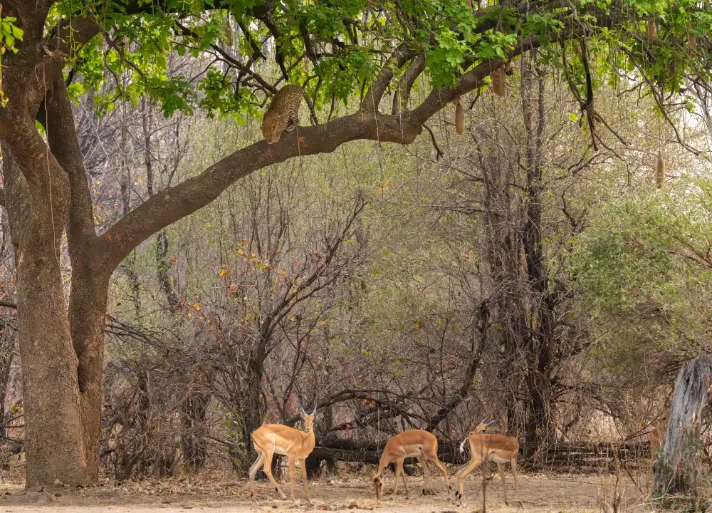 Leopard stalking a group of deer from high above in a tree