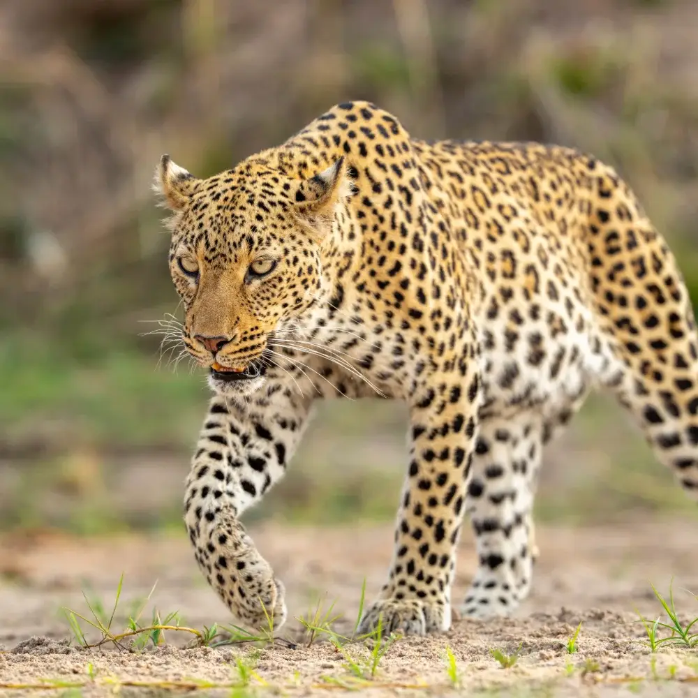 Leopard walking