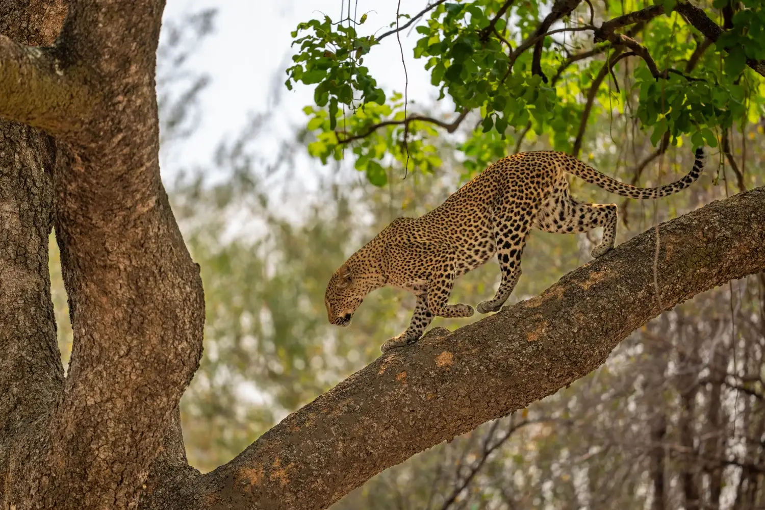 Leopard walking across a tree branch