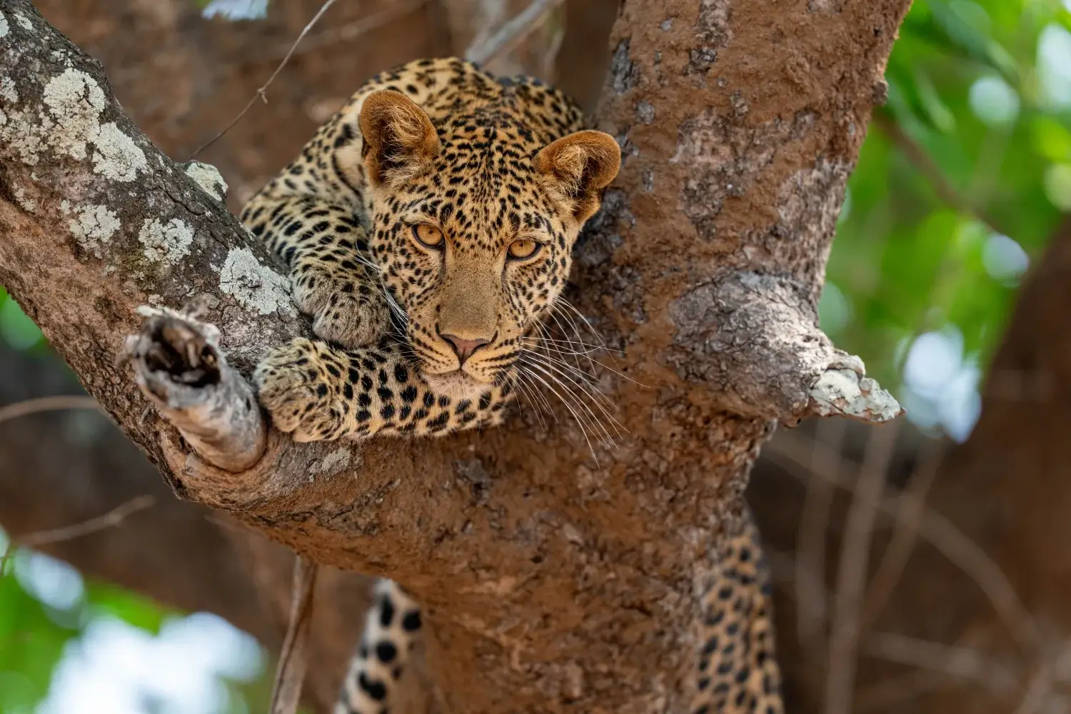 Leopard looking down at the camera from a tree