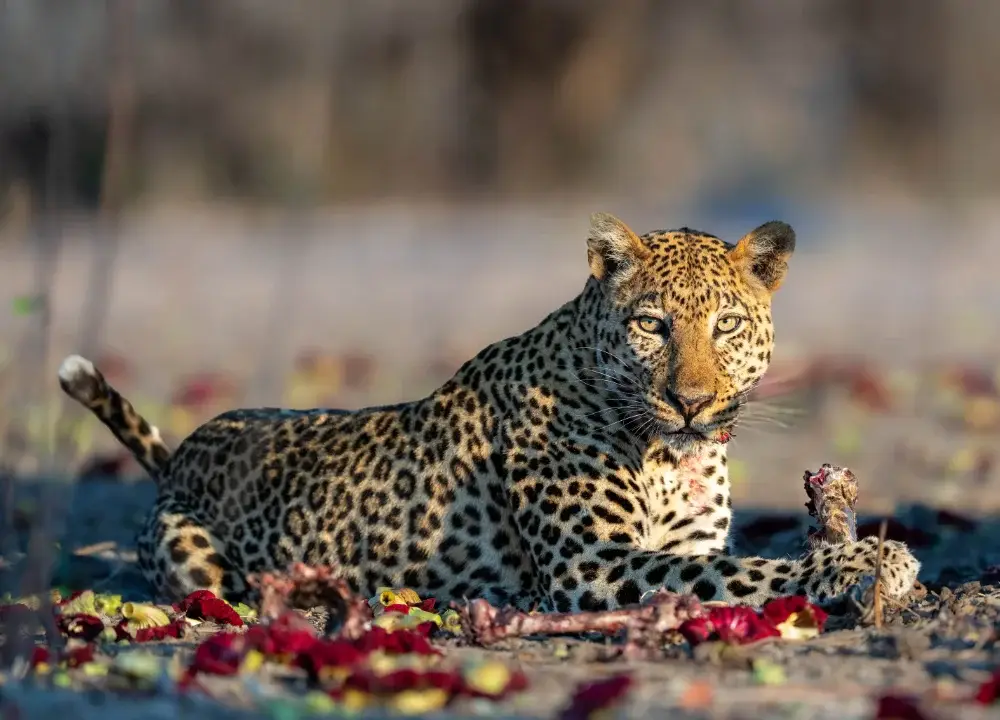 Leopard on the ground finishing off an Impala leg