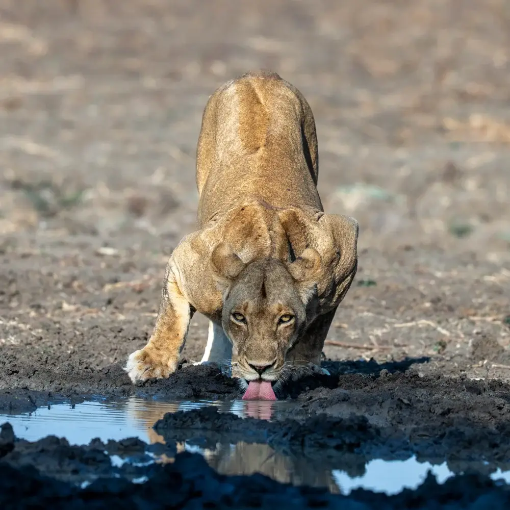 Femail lion drinking water