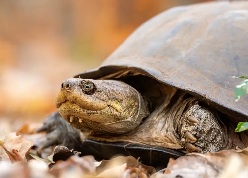 Close up of a terrapin