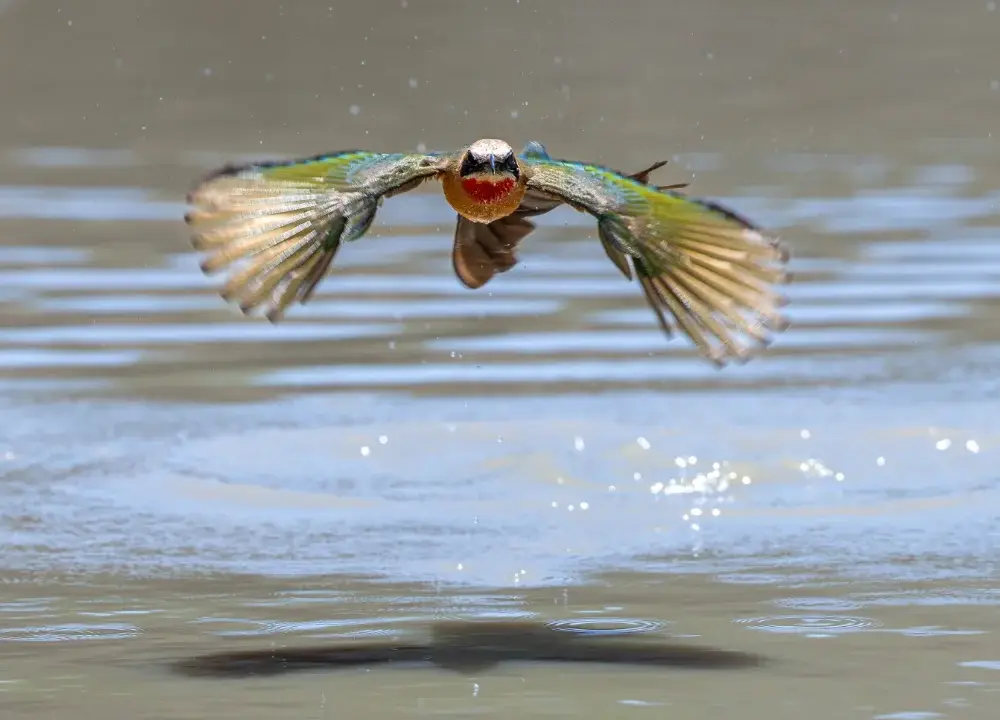 White chested bee eater in flight over water