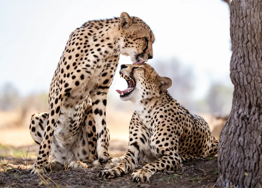 Two cheetahs under the shade of a tree, one is grooming the other