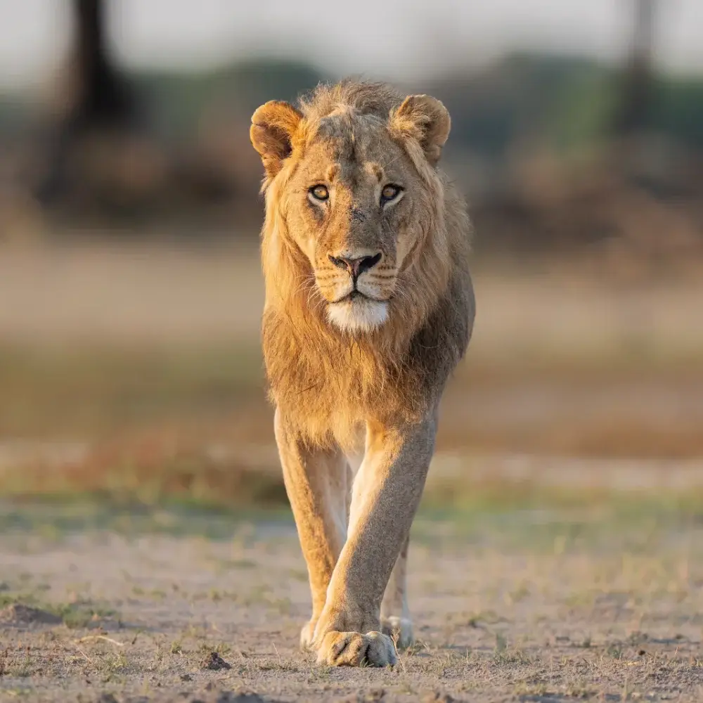 A lion is walking towards the camera
