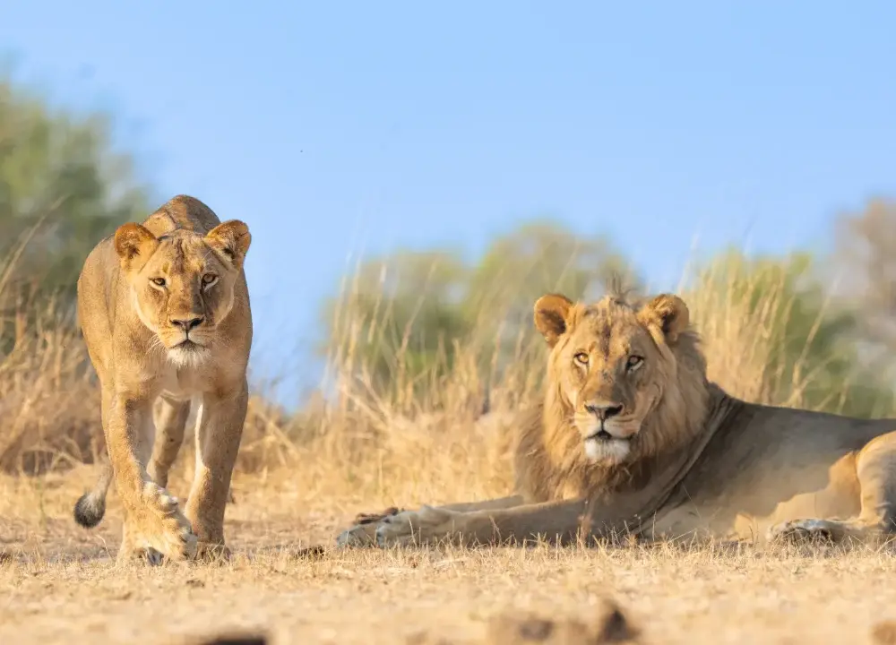 A lioness is stalking the camera while a male lion lounges, looking on