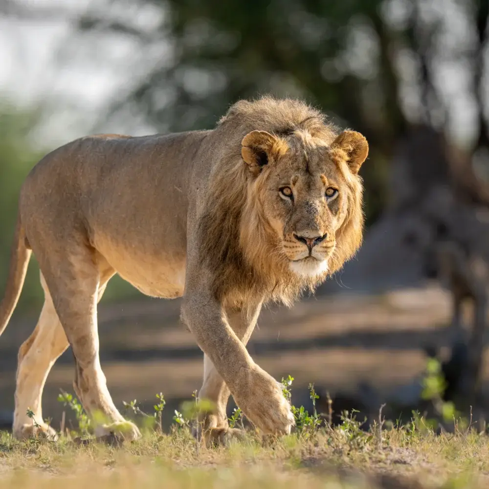 A male lion is stalking the camera