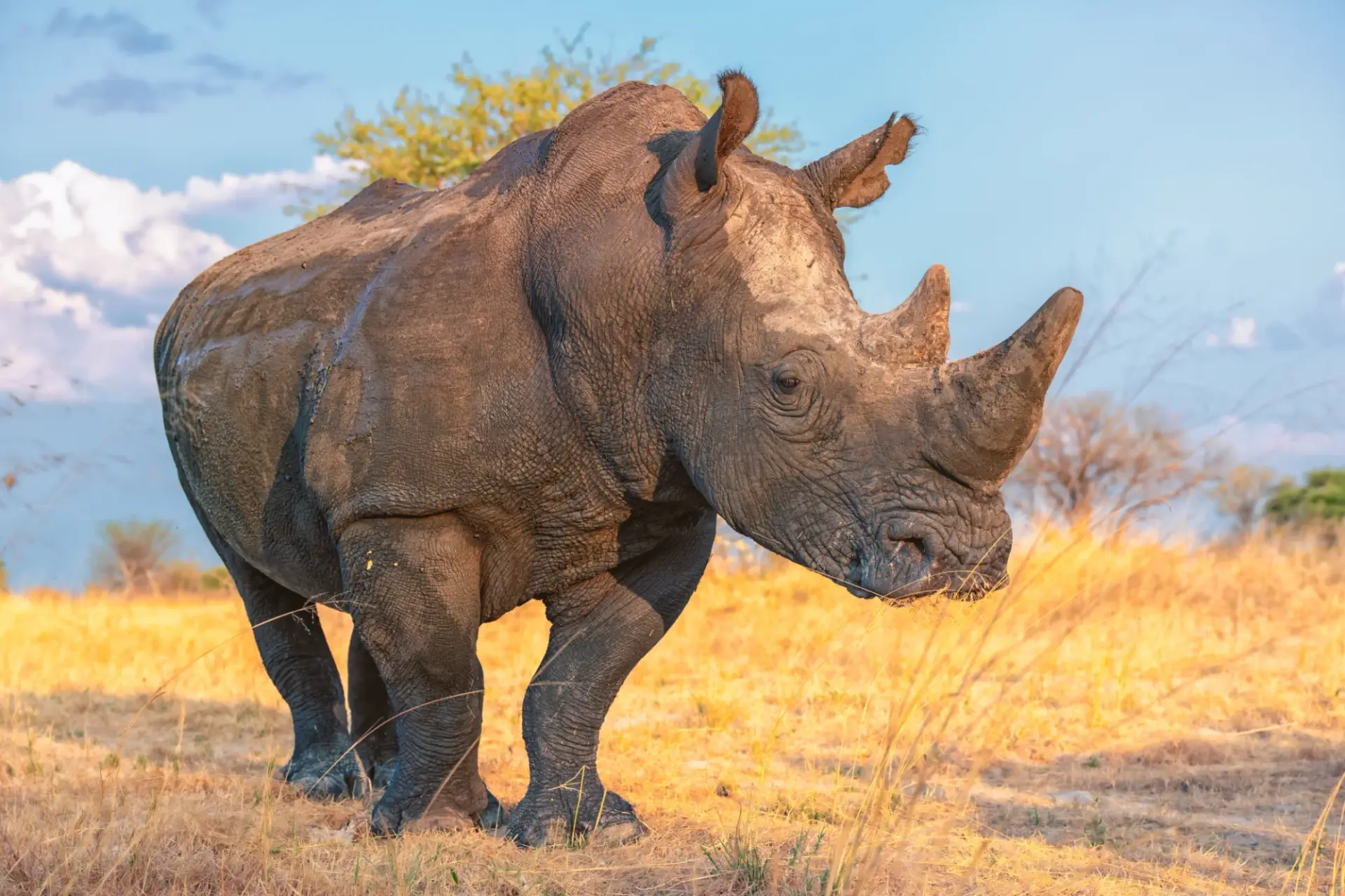 A Rhino stands on a golden prairie