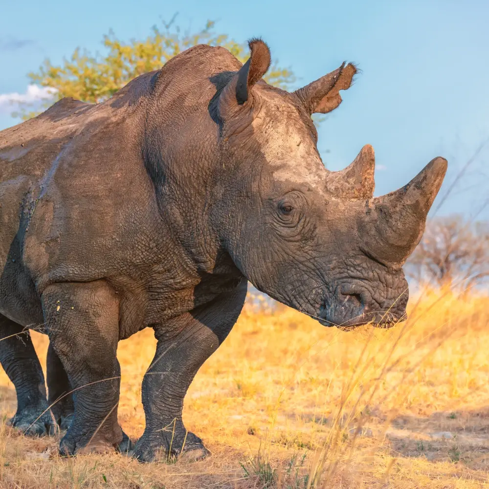 Rhino on a golden prairie with trees behind