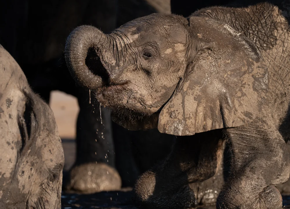 Multiple baby elephants drinking water alongside an adult