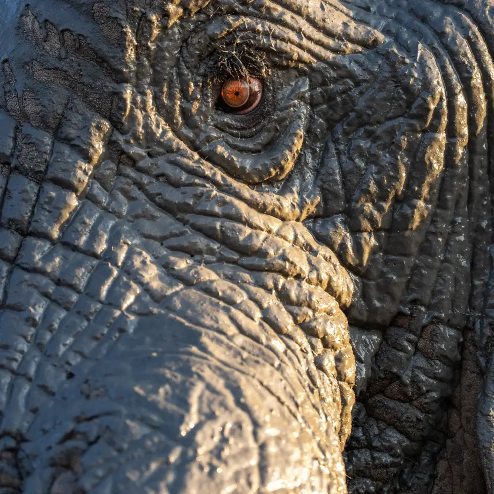 Extreme close up of an elephant face, focusing on a single eye