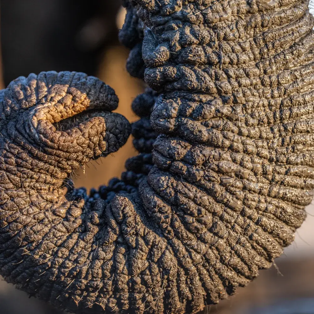 Extreme close up of a curled elephant trunk