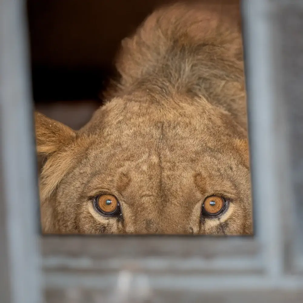 A lion stares out of a window, only the upper half of the face is visible