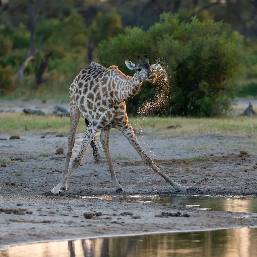A giraffe sends water spraying as it lifts it's head drinking from the watering hole